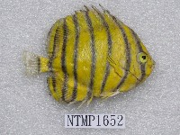 八帶蝴蝶魚藏品圖，第2張
